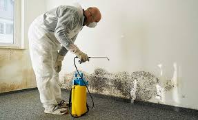 Why You Should Choose Our Mold Remediation Services in Nokesville, VA